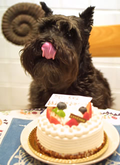 ケーキ前で舌ペロリのクロン